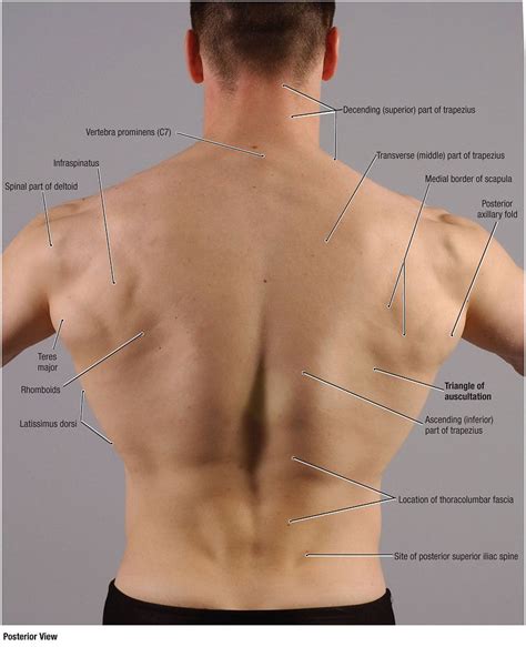 Coracoid Process Vs Acromion Process Surface Anatomy Google Search