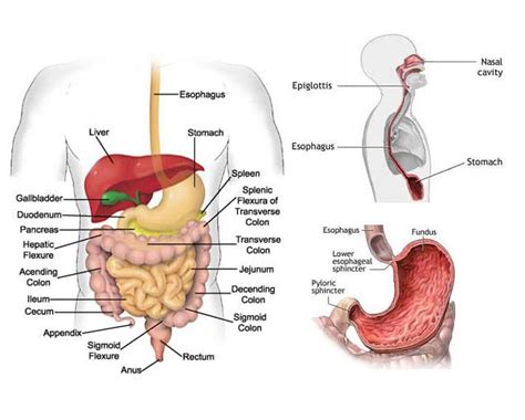 Eat small meals to avoid overeating. Acid Reflux Disease Symptoms, Reflux diet, Tests, & Treatments