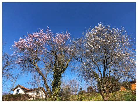Sfoglia le pagine che desideri e clicca sulle immagini di fiori che trovi più belle ed entusiasmanti per ammirarle ad una maggiore risoluzione. Immagini Fiori Febbraio / La Finta Primavera Di Febbraio ...