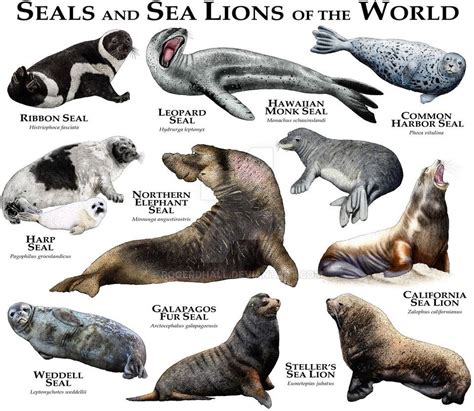 Seals And Sea Lions Of The World By Rogerdhall Sea Lion