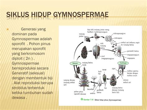 Gymnospermae Adalah Studyhelp