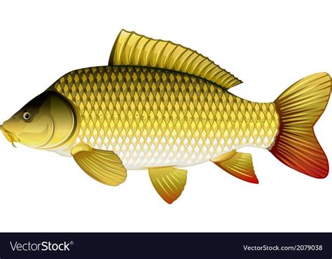 Common Carp Royalty Free Vector Image Vectorstock Common Carp Fish