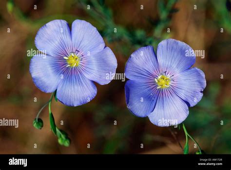 Perennial Flax Blue Flax Linum Perenne Stock Photo Alamy
