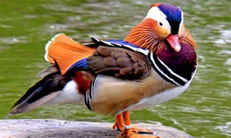 19 Interesting Facts About Mandarin Ducks Pettime
