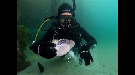 Paper Nautilus Rescue Youtube