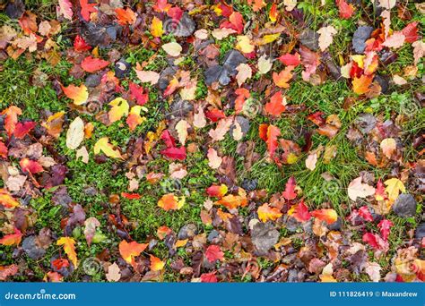 Bright Autumn Leaves On The Ground Stock Image Image Of Maple Flat