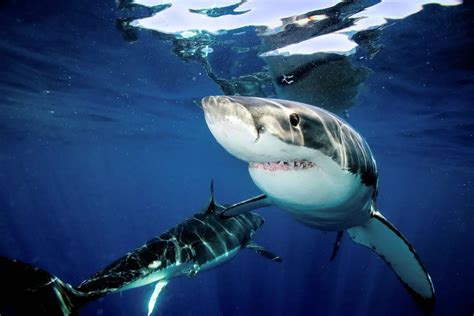 Tiburón Blanco Características Alimentación Hábitat Reproducción