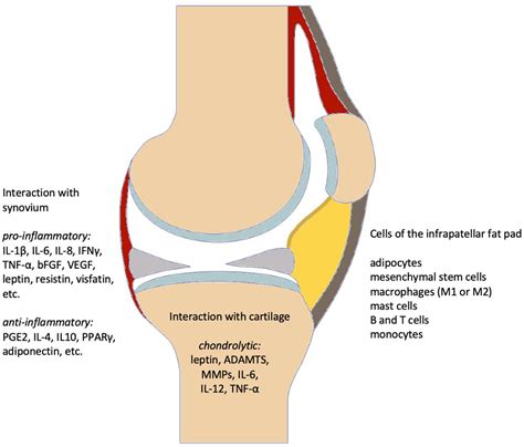 Biomedicines Free Full Text The Corpus Adiposum Infrapatellare