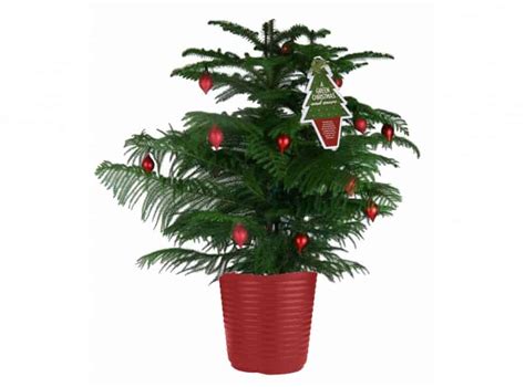 We did not find results for: How To Care For a Potted Norfolk Pine ⋆ Big Blog Of Gardening