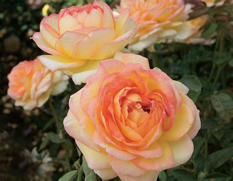 Centennial Star® Star® Roses And Plants