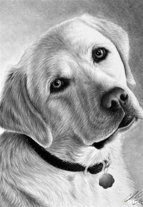 Pin by Tammy Nicholson Pearson on Colors | Pencil drawings of animals, Dog paintings, Animal