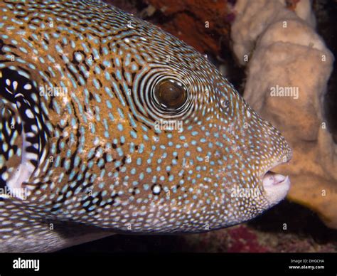 Puffer Fish Close Up Hi Res Stock Photography And Images Alamy