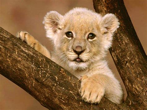 Cute Baby Lion 2022 Live Wallpaper Hd