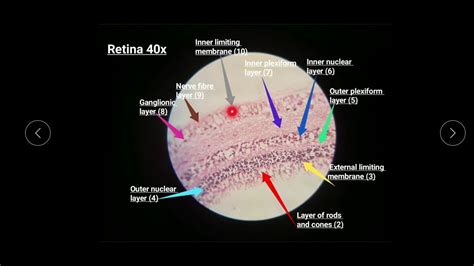 Identification Points Histology Slide Of Retina Youtube