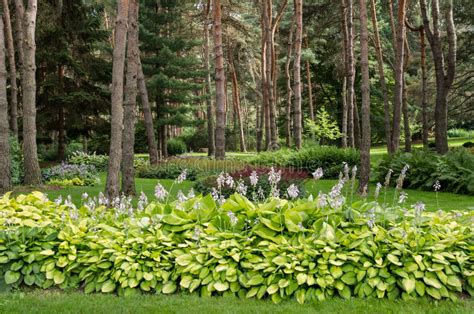 Landscaping With Hostas And Ferns 827324 Stock Image Image Of Hostas