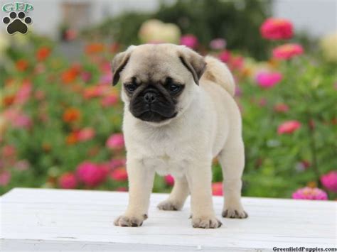 Welcome to our puppies for sale in pa page! Oscar, Miniature Pug Puppy For Sale from Morgantown, PA ...