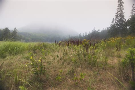 Free Images Tree Nature Forest Grass Wilderness Mountain Mist