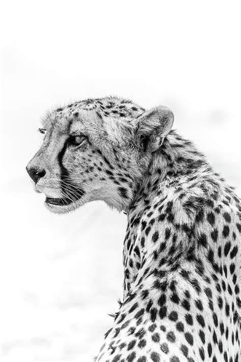 Cheetah Art Photograph Black And White Photography Nature Wall