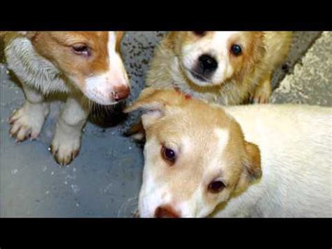 Ready to adopt a pet? Pet Adoption - Lynchburg and Roanoke, Virginia - YouTube