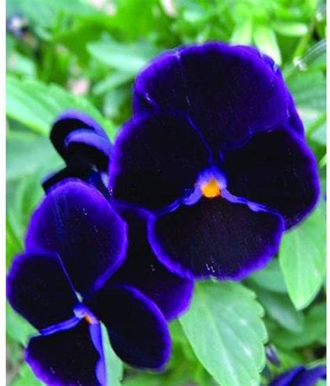 Rare Black With Rare Purple Pansy Flower Seeds Buy Rare Black With