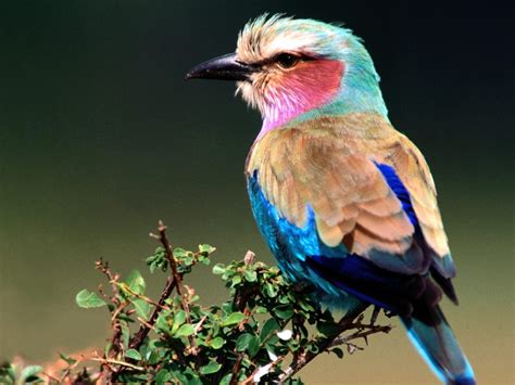 Разноцветная птица Обои с животными картинки фото 1600x1200