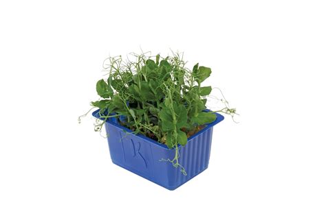 Affilla Cress® Veggipedia