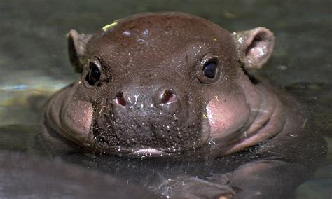 A Face Only A Mother Could Love Baby Pygmy Hippopotamus Gets Nuzzle