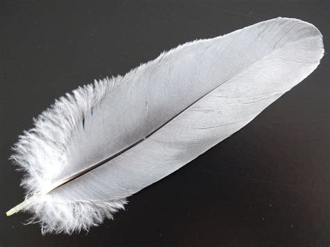 New Research Show Bird Feathers Are Similar To Carbon Fibre