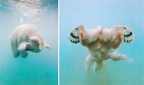 13 Cute Baby Polar Bears Celebrate International Polar Bear Day Buzz