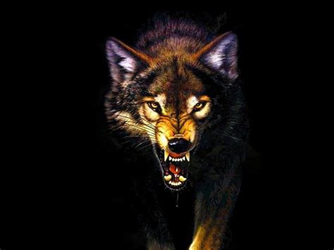 Angry Wolf Wallpapers Top Free Angry Wolf Backgrounds Wallpaperaccess