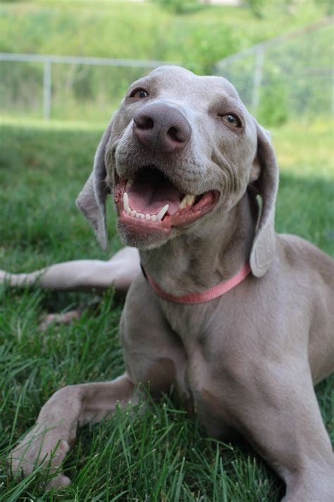 5 star customer rating · quality custom framing 12 Most Difficult Emotions All Weimaraners Go Through That ...