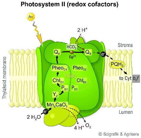 Photosystem Ii The Water Splitting Enzyme Of Photosynthesis D And D Download Scientific