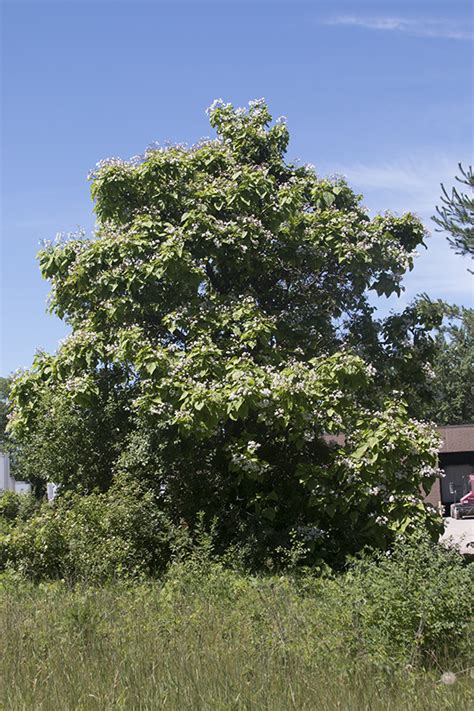 Buy your plants and trees online for 33% less than big box stores and gardens centers. Minnesota Seasons - northern catalpa