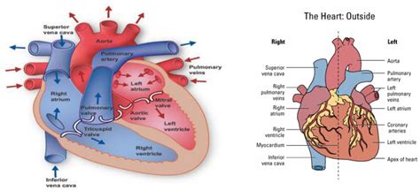 Structure Of The Heart Biology 12 Plo