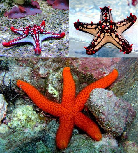 Sea Star Save Our Green