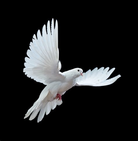 White Pigeon Flying Mobile Wallpapers Mobile Wallpapers