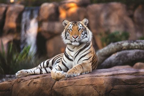 Lsus Tiger Mascot Fully Vaccinated Louisiana Illuminator