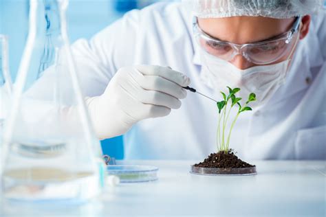 Scientists Cultivate Plants In The Laboratory Stock Photo 06 Free Download