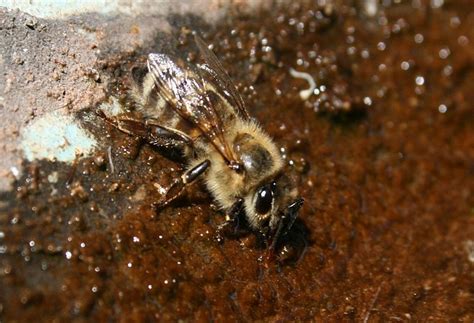 Strathcona Beekeepers Make Your Garden A Bee Friendly Garden