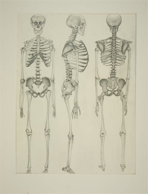 Drawing Of The Skeletal System By Levie89 On Deviantart