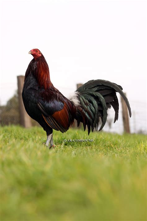 Pure Mclean Hatch Gamefowl Rooster Stags And Pullets