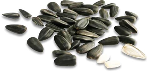 Sunflower Seeds Png