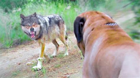 15 Dog Breeds That Can Kill Wolves Youtube