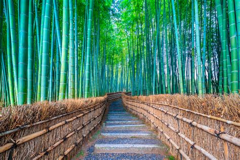 Walkway Bamboo Tunnel Named Arashiyama Bamboo Forest In Kyoto Tourist