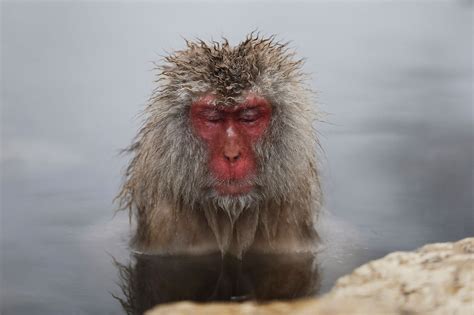 Photos Japanese Macaque Monkeys Groom Themselves In Hot Spring Time