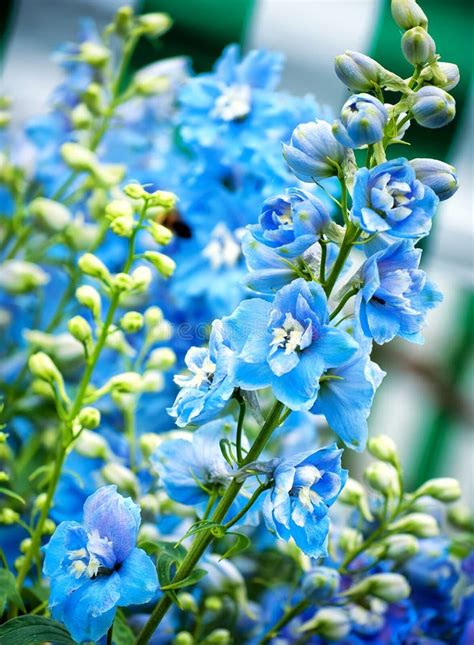 Blue Flowers Stock Photo Image Of Forget Botany Horticultural 14950368