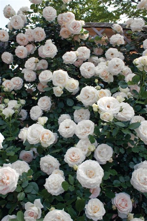White Eden Climbing Rose Rosa X Meiviowit Pp 16739 Monrovia Plant