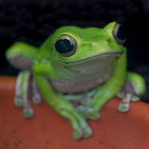 Sad Frog Home