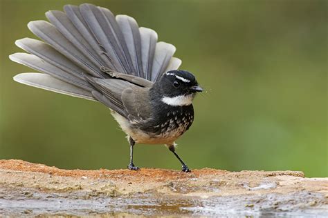 White Spotted Fantail Alchetron The Free Social Encyclopedia