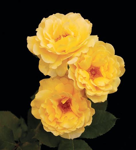 Top 10 Best Roses For Gardeners To Grow Birds And Blooms